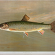 Illustration for article titled Fishes of North America That are Captured on Hook and Line